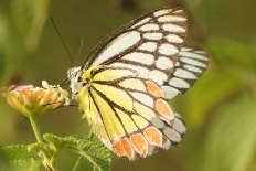 Yvretta reticulata - Jezebel-Schmetterling (Common Jezebel, Indian Jezebel)